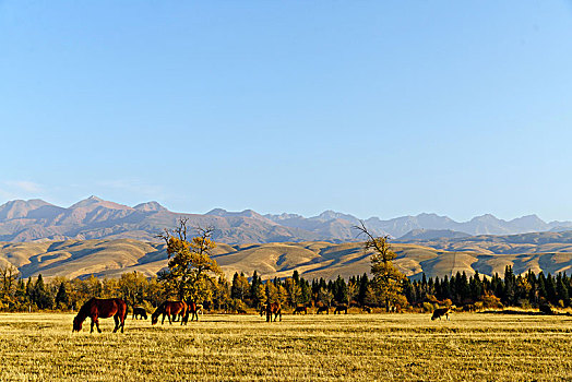 新疆那拉提牧场