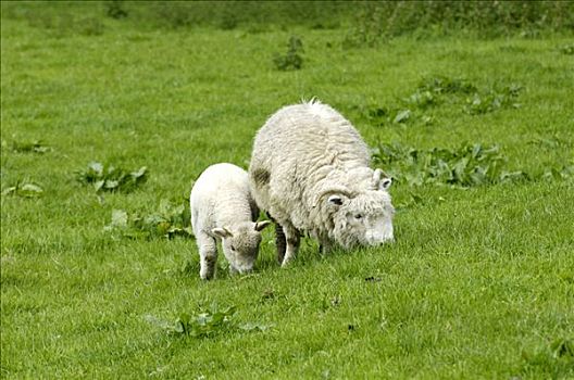 绵羊,靠近,荒野,达特姆尔高原,国家公园,德文郡,英格兰