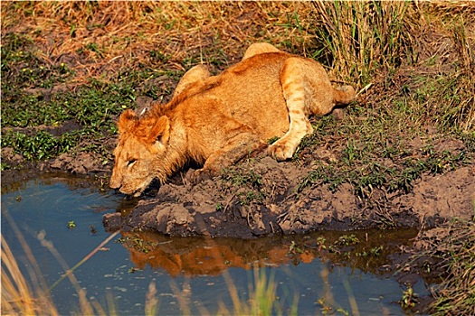 幼兽,狮子,饮用水,马赛马拉