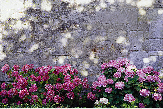 八仙花属,墙壁,区域,法国