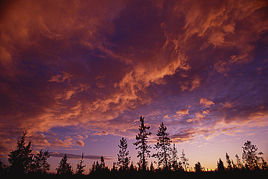 剪影,树,高积云,云,艾伯塔省,加拿大
