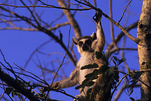 马达加斯加,节尾狐猴,热身,早晨,阳光