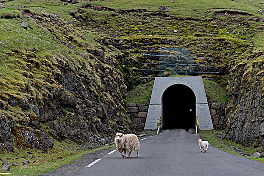 绵羊,正面,隧道,法罗群岛,丹麦,欧洲