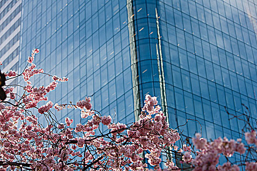 樱桃树,盛开,正面,现代,高层建筑,建筑,局部