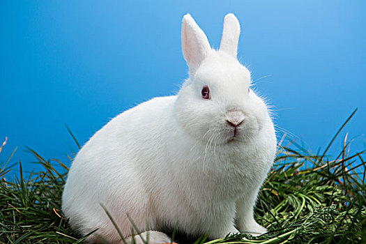 绒毛状,白色,兔子,草地,蓝色背景,背景