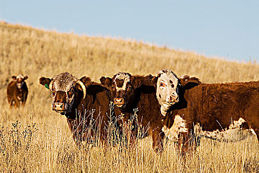 放牧,牛,好奇,草地,北方,不列颠哥伦比亚省,加拿大