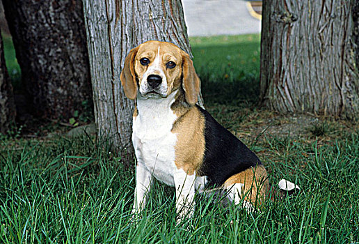 肖像,小猎犬,狗