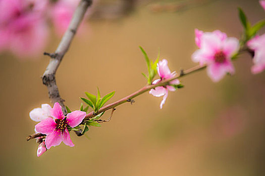 平谷桃花