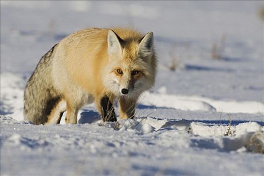 红狐,狐属,成年,走,雪中,黄石国家公园,怀俄明,美国