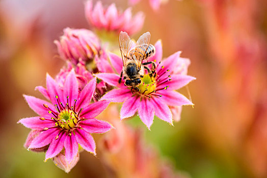 石莲花,蜜蜂
