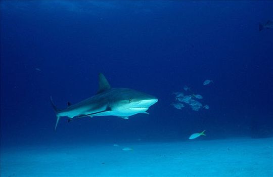 加勒比礁鲨,加勒比真鲨