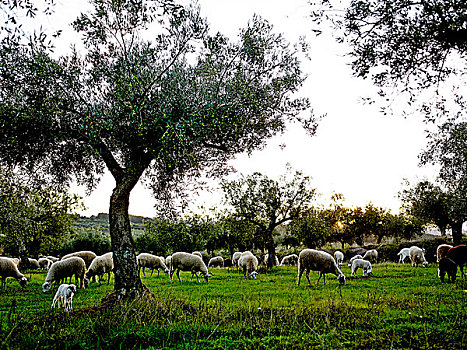 绵羊,放牧,橄榄林