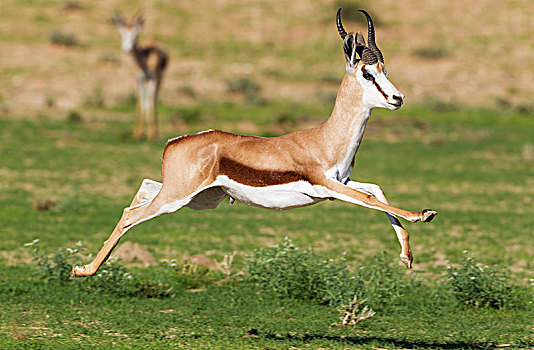 跳羚,跑,雄性,下雨,季节,绿色,环境,卡拉哈里沙漠,卡拉哈迪大羚羊国家公园,南非,非洲