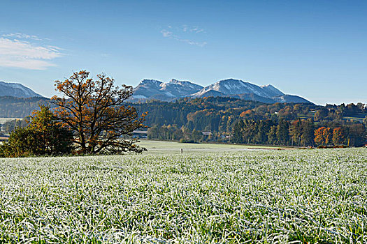 霜冻,风景,齐姆高,上巴伐利亚,德国,欧洲