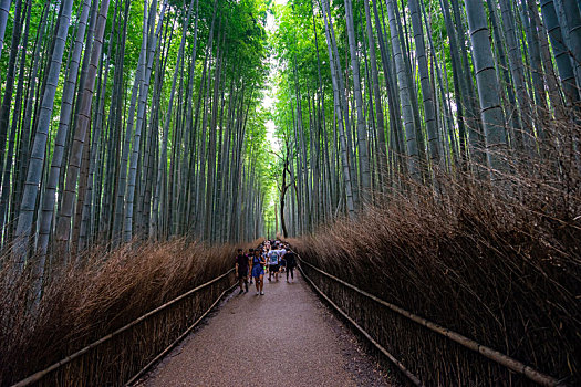 日本京都嵯峨野竹林风光