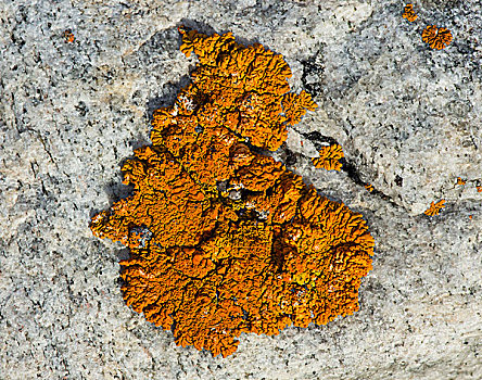 苔藓,花冈岩,峡湾,东北方,格陵兰,国家公园,北美