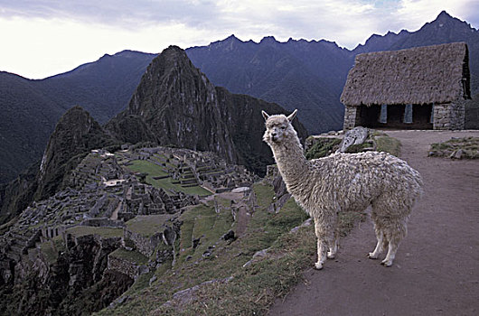 秘鲁,马丘比丘,美洲驼,房子,遗址