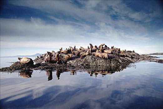 北海狮,群,室外,沿岸,石头,兄弟,岛屿,阿拉斯加