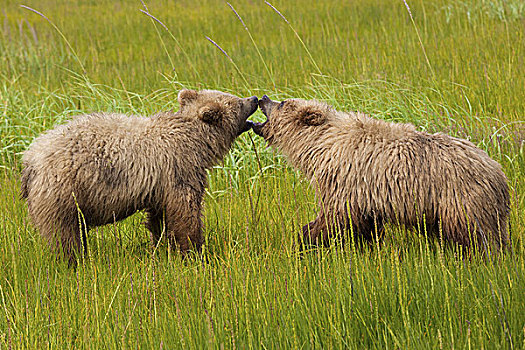 棕熊,克拉克湖,国家公园,阿拉斯加,美国