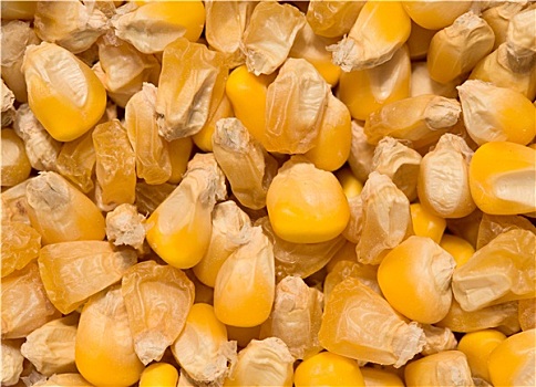 金色,玉米作物