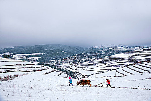 云南东川红土地雪原中的农民在耕地