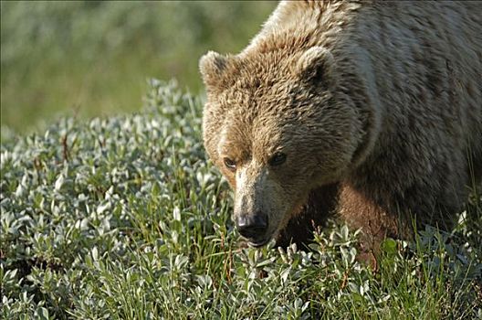 棕熊,苔原,德纳里峰国家公园,阿拉斯加,美国