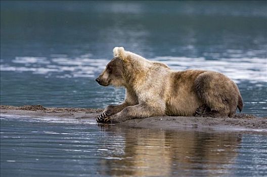 棕熊,沙滩,堪察加半岛,俄罗斯