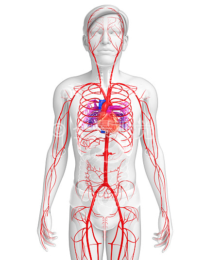 全身动脉图手绘图图片