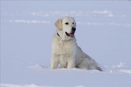 金毛猎犬,母狗,7个月,坐,雪中