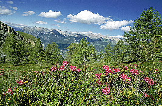 风景,多毛,法国