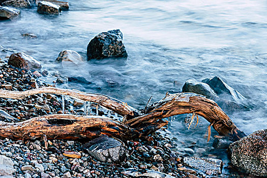 冰,枝头,湖,特写,图像,树枝,岩石,岸边,十二月