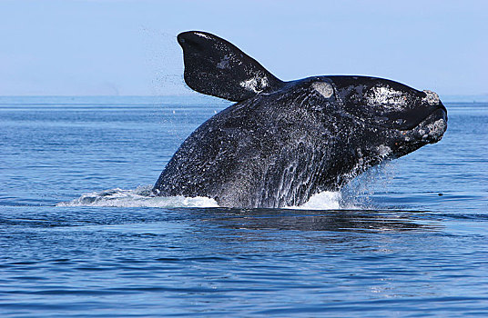 南露脊鲸,跳跃,室外,水,瓦尔德斯半岛,巴塔哥尼亚,阿根廷,南美