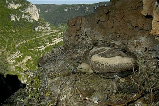 粗毛秃鹫,兀鹫,幼小,腿,带,峡谷,塞文山脉,国家公园,法国
