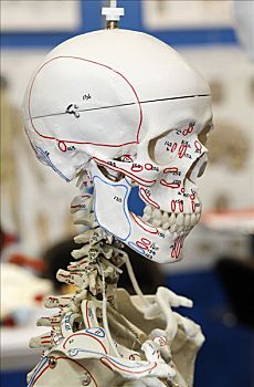 头骨,人体骨骼,侧面,解剖模型,2008年,全球,医疗,贸易展览会,北莱茵威斯特伐利亚,德国,欧洲