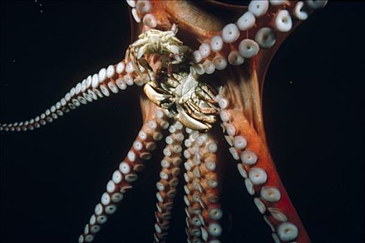 太平洋大章鱼,章鱼,吸,盘形,拿着,两个,螃蟹,抓住,奎德拉岛,不列颠哥伦比亚省,加拿大