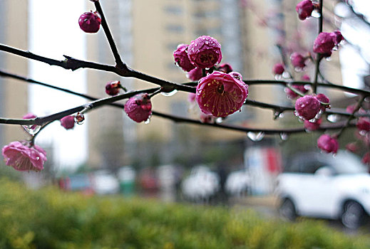 春雨润花