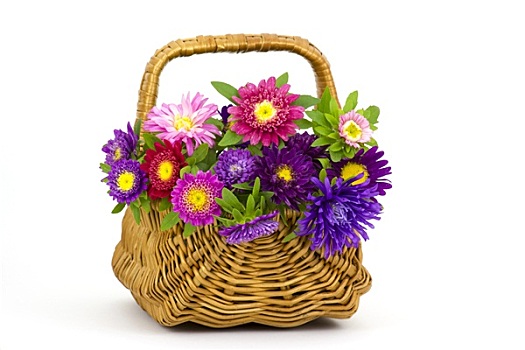 花束,彩色,紫苑属,花,篮子,白色背景,背景