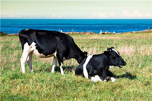西班牙,奶牛,海边,农场,阿斯图里亚斯