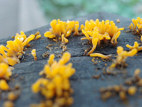 金耳真菌植物