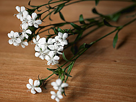 桌面,鲜花,白色花朵