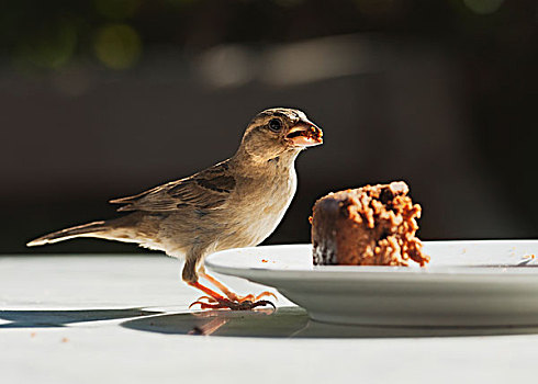 鸟,站立,桌子,吃,食物,左边,盘子,安达卢西亚,西班牙