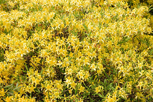 花,背景,黄色,杜鹃花属植物