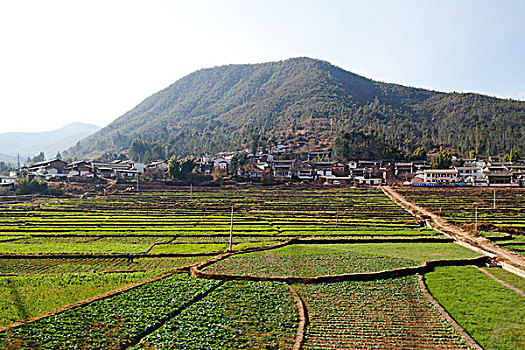 云南元谋楚雄县道,乡村农村,田野