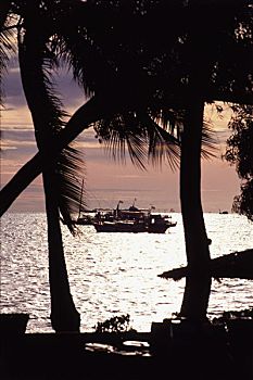 泰国,芭堤雅,渔船,风景,棕榈树