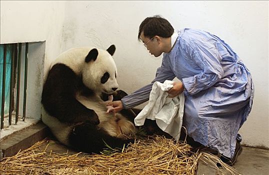 大熊猫,协助,一个,白天,老,幼兽,检查,健康,中国,研究中心,卧龙自然保护区