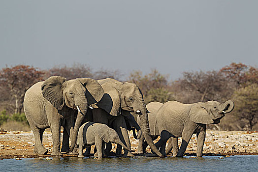 非洲象,饲养,牧群,水潭,埃托沙国家公园,纳米比亚,非洲