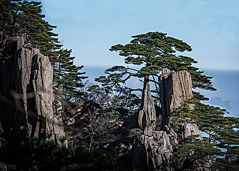 中国黄山,huang,shan,china