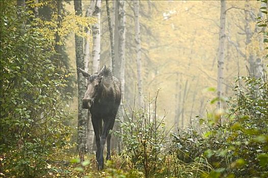 母牛,驼鹿,走,树林,楚加奇州立公园,雾状,秋天