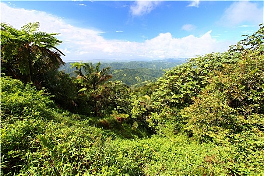 波多黎各,树林