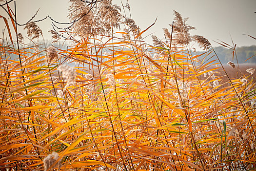 秋天北京颐和园里的一片芦苇